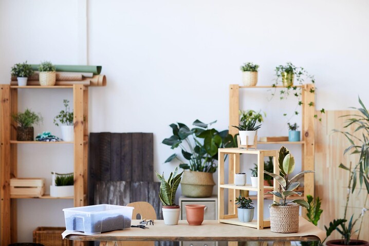 Dicas de decoração: plantas para apartamento